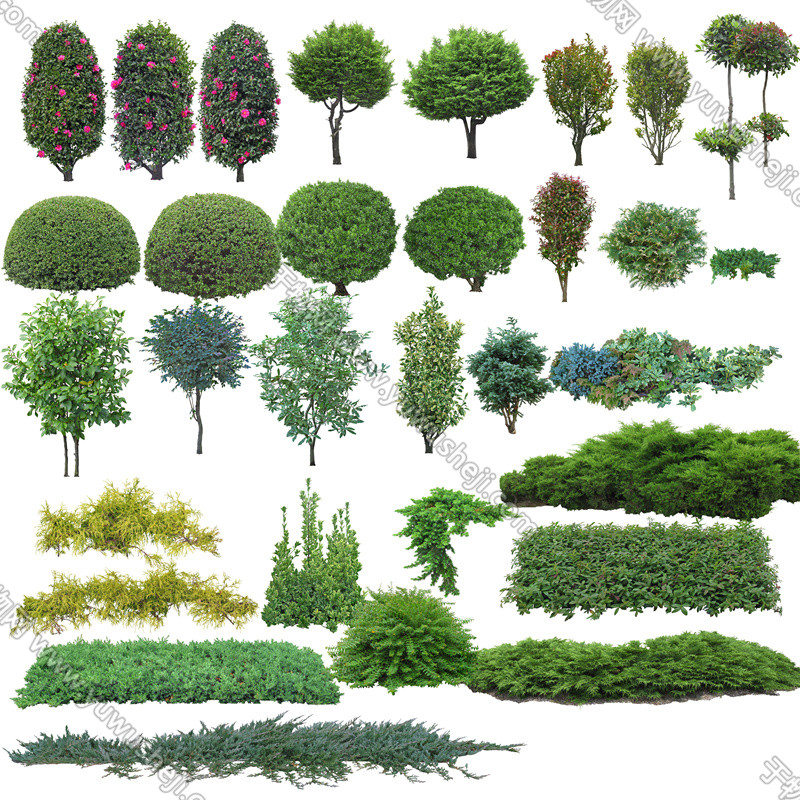 【于物网】园林景观绿化植物素材 乔木灌木地被 副本 副本 2