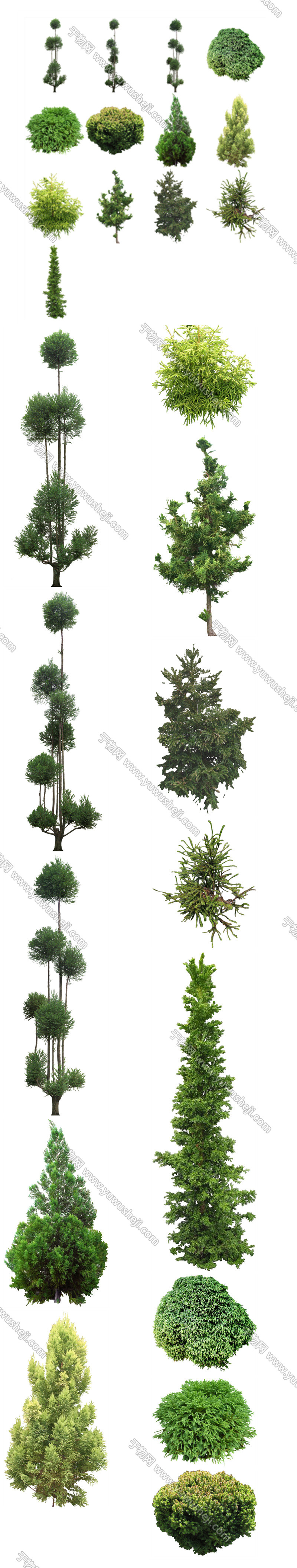 【知设网】植物免扣素材 柳杉 副本 2