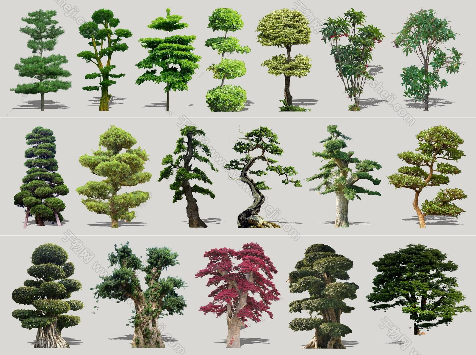 099中式风格景观树SU模型下载